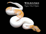 Banana Pied Ball Python ♂ '26