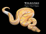 Banana Pied Ball Python ♂ '26