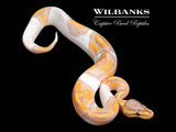 Banana Pied Ball Python ♂ '26