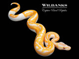 Blackhead Dreamsicle Ball Python ♂ '26