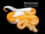 Orange Dream Dreamsicle Ball Python ♀ '26