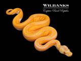 Blackhead Enchi Dreamsicle Ball Python ♀ '26