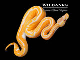 Blackhead Orange Dream Dreamsicle Ball Python ♀ '26