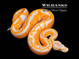 Blackhead Orange Dream Dreamsicle Ball Python ♂ '26