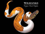 Orange Dream Blackhead Pied 100% Het. Lavender Albino Ball Python ♀ '26
