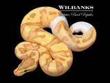 Banana Enchi Pied Ball Python ♀ '26