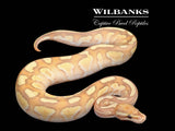 Banana Nuclear Ball Python ♂ '26