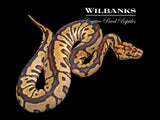 Spotnose Clown Ball Python ♀ '26
