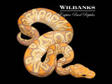 GHI Banana Clown Ball Python ♂ '26