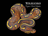 Super Gravel Ball Python ♂ '26
