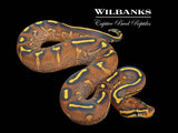 Super Gravel Ball Python ♂ '26