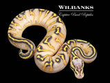 Super Gravel Pastel Ball Python ♀ '26