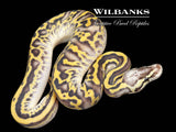FireFly Leopard Super Gravel Ball Python ♀ '26