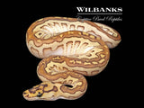 Red Stripe Butter Spotnose Clown Ball Python ♀ '26