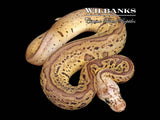 Pastel Batman Ball Python ♂ '26