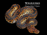 Blackhead Sugar Clown Ball Python ♀ '26