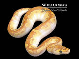 Cypress Butter Enchi Clown Ball Python ♂ '26