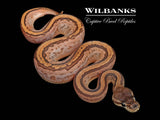 Cinnamon Pinstripe Sugar 100% DH Lavender Pied (Dreamsicle) Ball Python ♀ '26