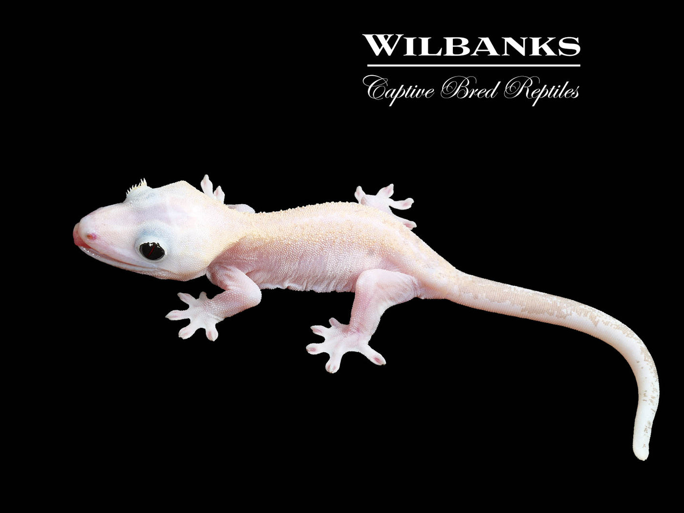 Super Fire aka Black Eyed Leucistic Crested Gecko ♂ '25