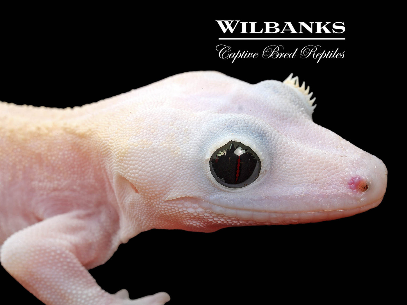 Super Fire aka Black Eyed Leucistic Crested Gecko ♂ '25