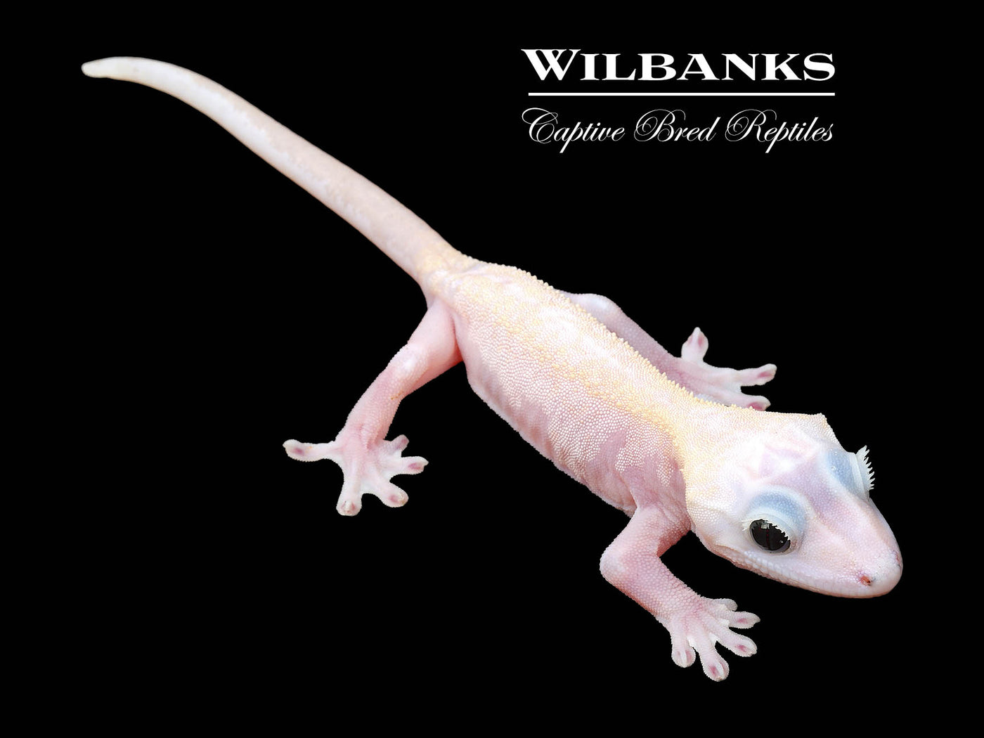 Super Fire aka Black Eyed Leucistic Crested Gecko ♂ '25