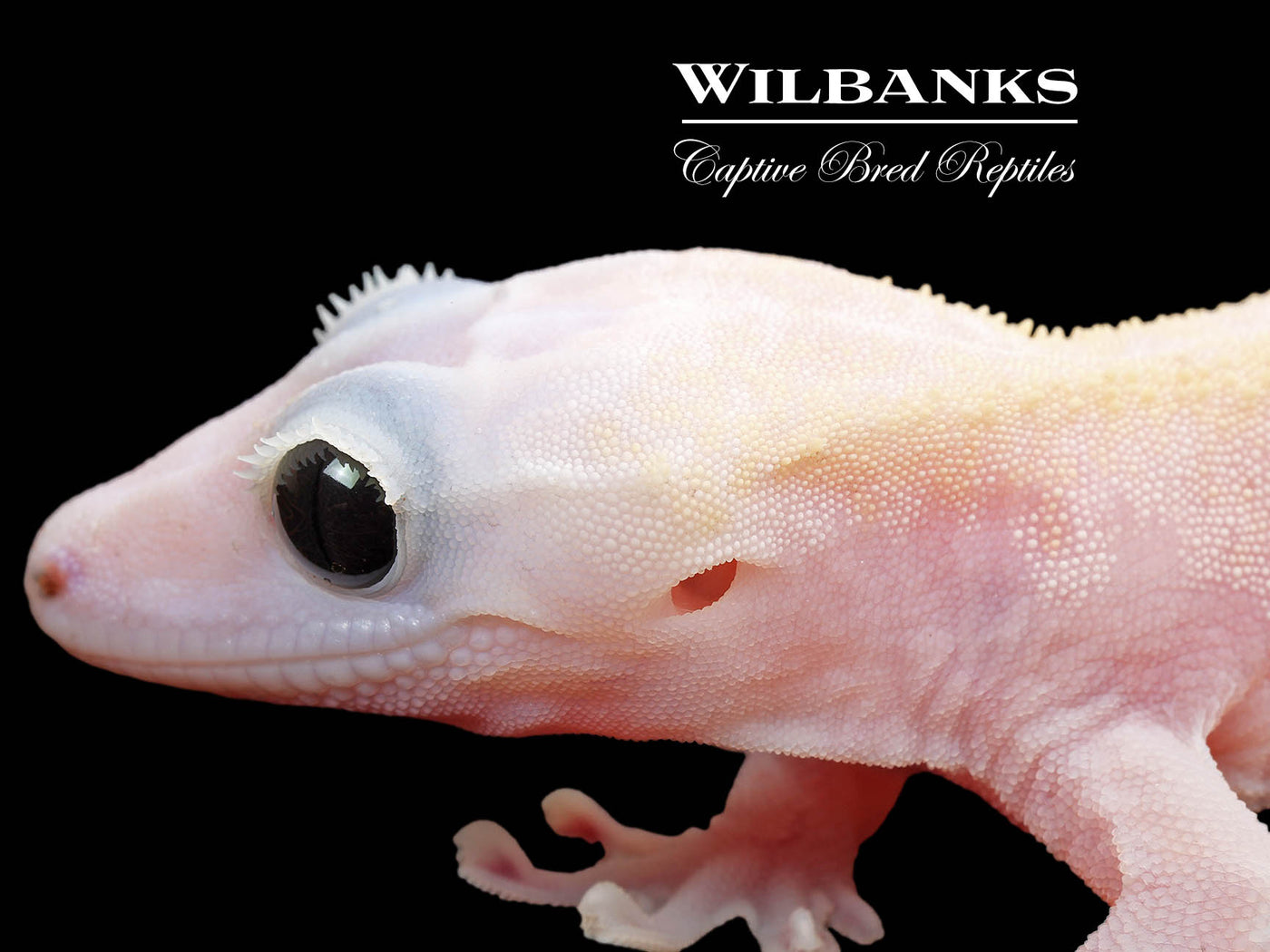 Super Fire aka Black Eyed Leucistic Crested Gecko ♂ '25