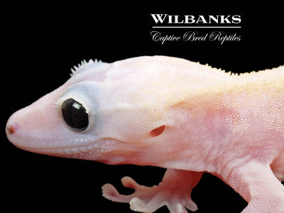 Super Fire aka Black Eyed Leucistic Crested Gecko ♂ '25