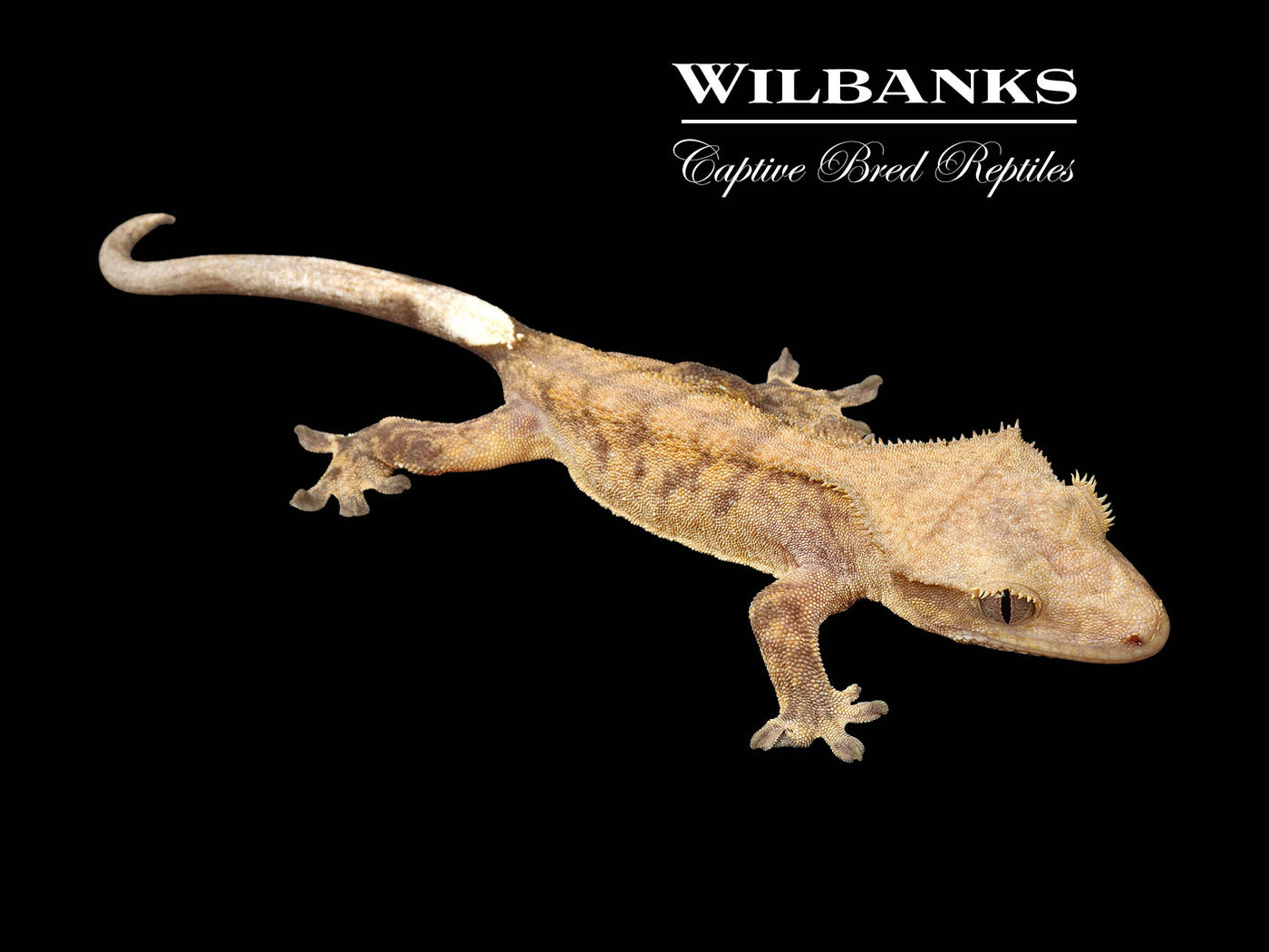 Fire (100% Guaranteed Het. Black Eyed Leucistic) Crested Gecko ♂ '25