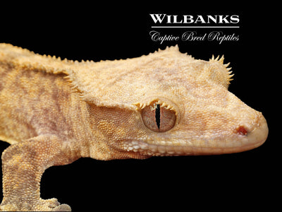 Fire (100% Guaranteed Het. Black Eyed Leucistic) Crested Gecko ♂ '25