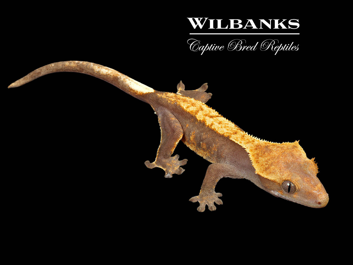 Fire (100% Guaranteed Het. Black Eyed Leucistic) Crested Gecko ♂ '25