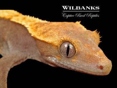 Fire (100% Guaranteed Het. Black Eyed Leucistic) Crested Gecko ♂ '25
