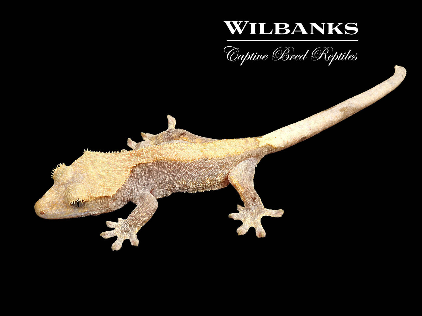 Fire (100% Guaranteed Het. Black Eyed Leucistic) Crested Gecko ♀ '25