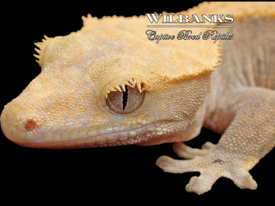 Fire (100% Guaranteed Het. Black Eyed Leucistic) Crested Gecko ♀ '25
