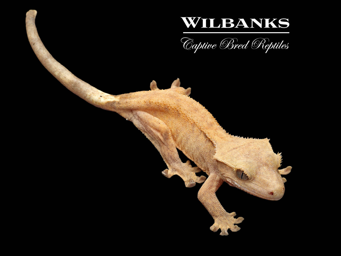 Fire (100% Guaranteed Het. Black Eyed Leucistic) Crested Gecko ♀ '25