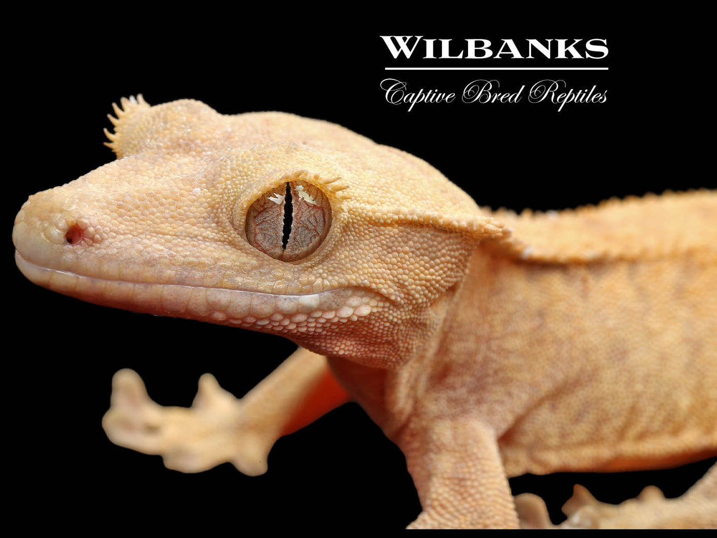 Fire (100% Guaranteed Het. Black Eyed Leucistic) Crested Gecko ♀ '25