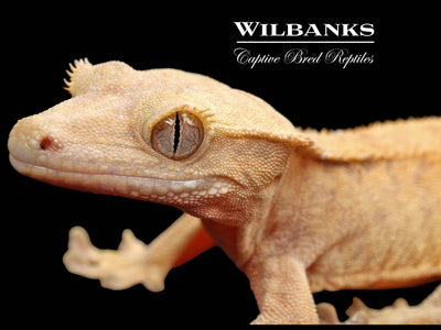 Fire (100% Guaranteed Het. Black Eyed Leucistic) Crested Gecko ♀ '25