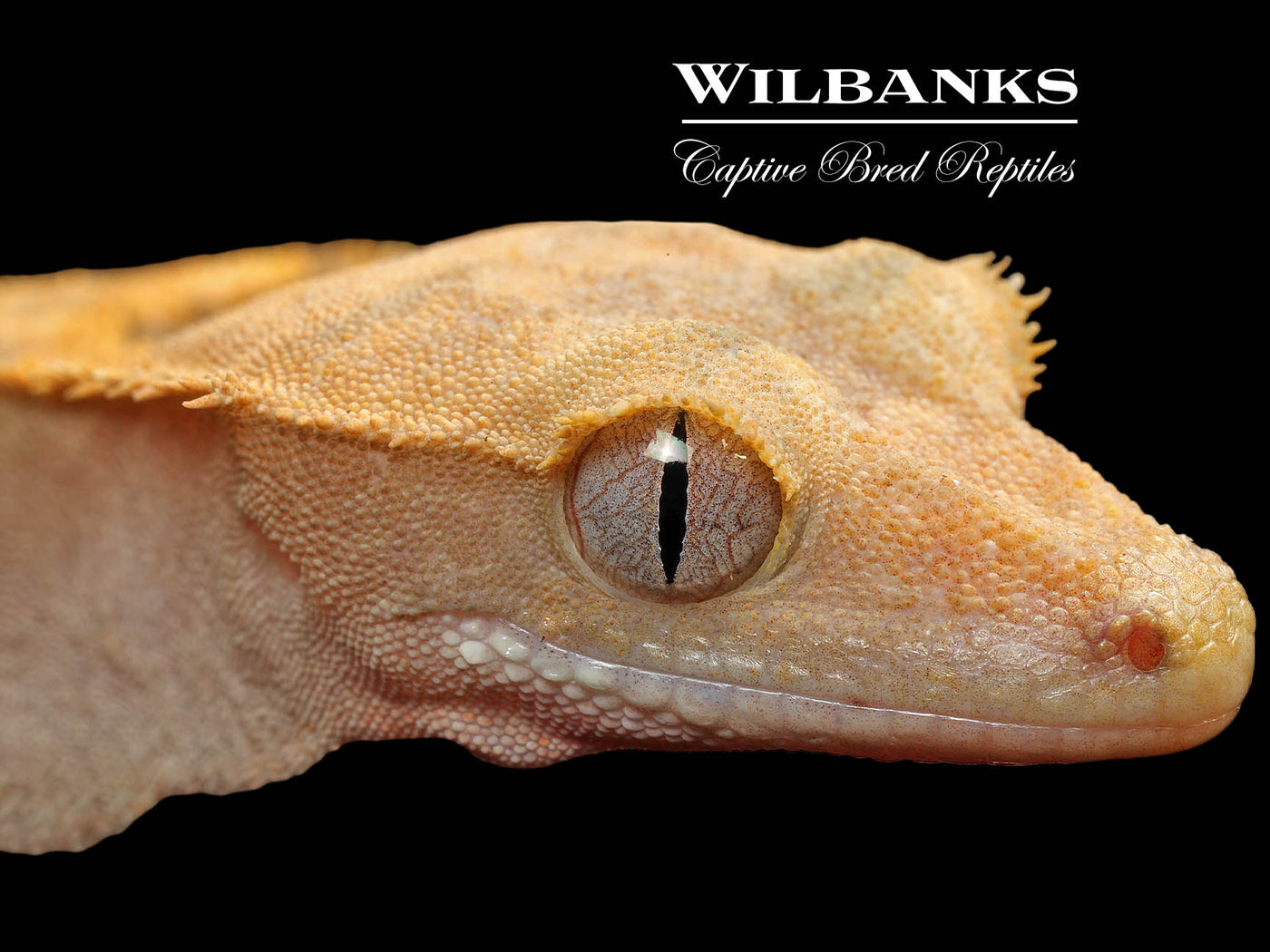 Fire (100% Guaranteed Het. Black Eyed Leucistic) Crested Gecko ♀ '25