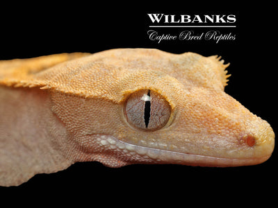 Fire (100% Guaranteed Het. Black Eyed Leucistic) Crested Gecko ♀ '25