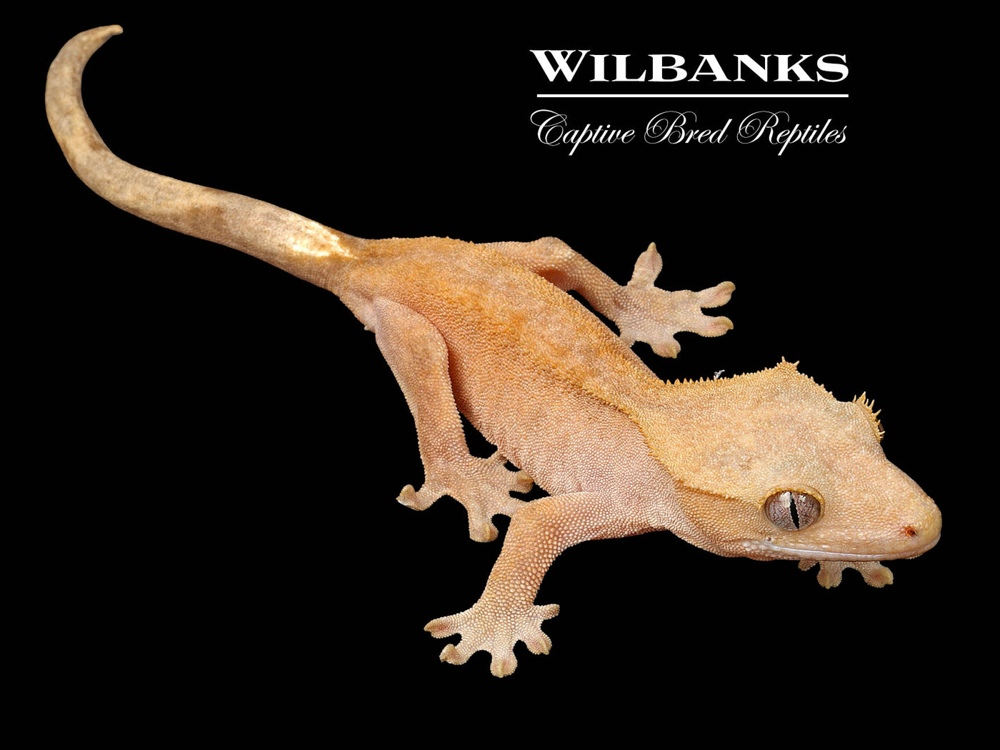 Fire (100% Guaranteed Het. Black Eyed Leucistic) Crested Gecko ♀ '25