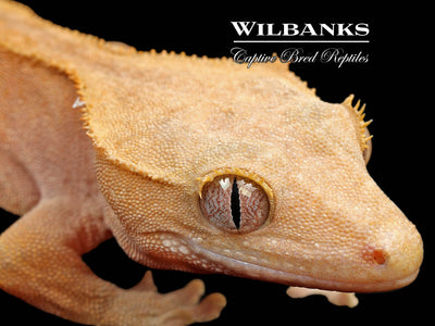 Fire (100% Guaranteed Het. Black Eyed Leucistic) Crested Gecko ♀ '25