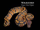 Classic (Normal) Ball Python ♀ '26