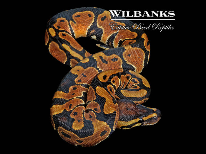 Classic (Normal) Ball Python ♀ '26