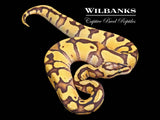 FireFly Enchi Ball Python ♀ '26
