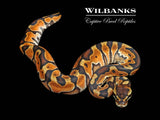 Cinnamon Enchi Ball Python ♀ '26