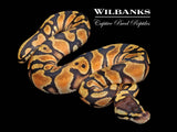 Orange Dream Ball Python ♀ '26