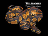 Blackhead Orange Dream 100% Het. Pied Ball Python ♂ '26