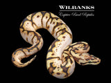 Sugar Bee Ball Python ♀ '26