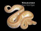 Blackhead Butter Clown Ball Python  ♂ '26