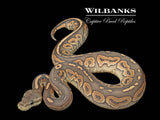 Orange Crush Cinnamon Baker Special Ball Python ♀ '26