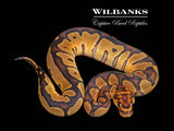 Clown Ball Python ♀ '26